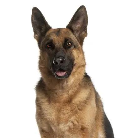 Avatar de imanisoliz